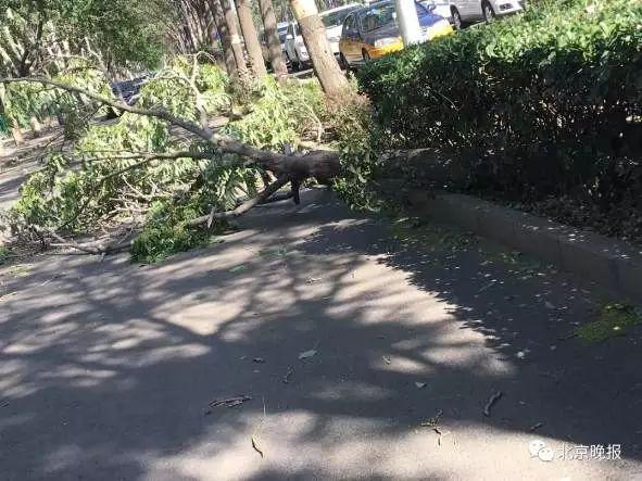 北京遭强风袭击！4人身亡 航班经历惊魂一刻